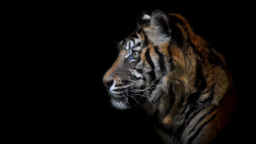 Картинка животные тигры зверь фон тигр