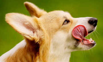 Картинка животные лисы язык пемброк порода вельш-корги уши