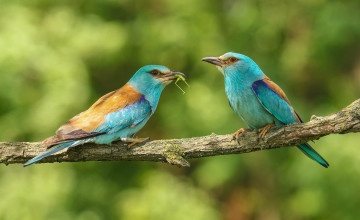 Картинка животные птицы природа пара ветка