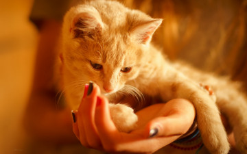 Картинка животные коты уют руки кошка