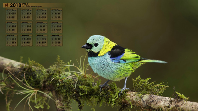 Обои картинки фото календари, животные, 2018, птица