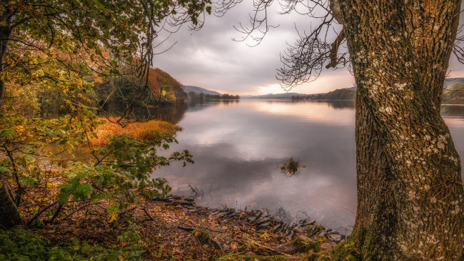 Обои картинки фото природа, реки, озера, дерево, кмбрия, саут-лейкленд, озеро, англия, осень