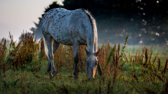 Обои картинки фото животные, лошади, пасётся, утро, трава, пастбище, конь