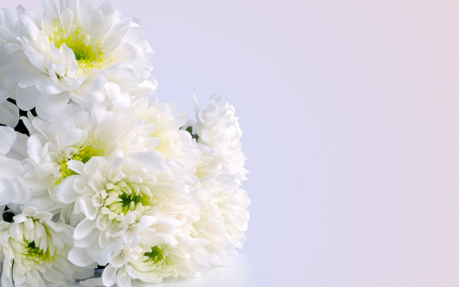 Обои картинки фото цветы, хризантемы, букет, белые, bouquet, white, flowers, chrysanthemum