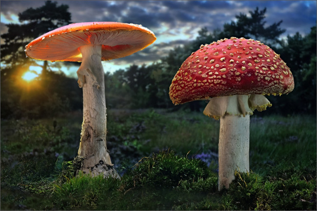 Обои картинки фото природа, грибы,  мухомор, лес