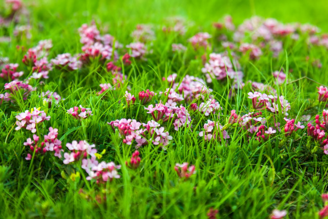 Обои картинки фото цветы, луговые , полевые,  цветы, трава, луг, природа