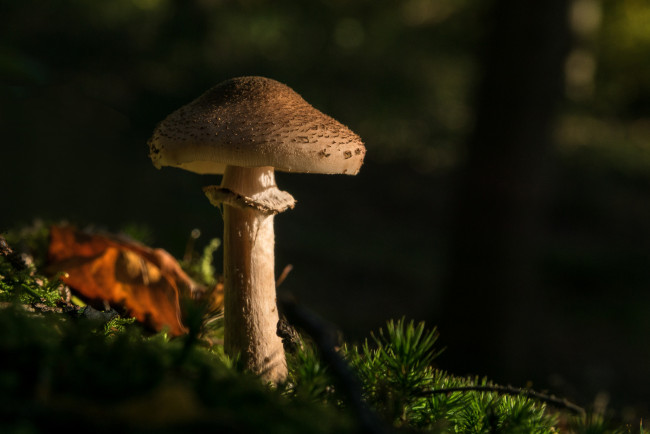 Обои картинки фото природа, грибы, лес