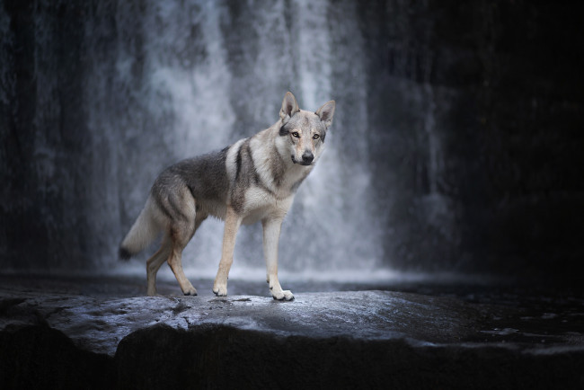 Обои картинки фото животные, собаки, собака, чехословацкая, волчья