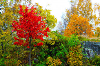 Картинка природа деревья осень