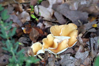 Картинка природа грибы листья осень