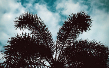 Картинка природа деревья пальмы
