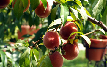 Картинка природа плоды персики