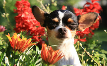 Картинка животные собаки цветы портрет уши мордашка пёсик Чихуахуа собачонка