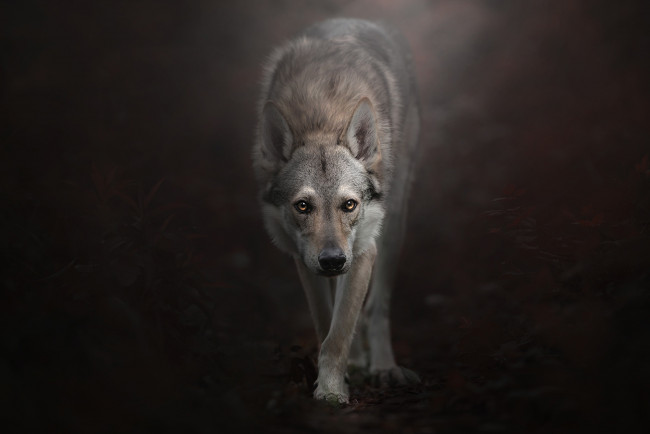 Обои картинки фото животные, волки,  койоты,  шакалы, взгляд, фон, Чехословацкий, влчак, Чехословацкая, волчья, собака