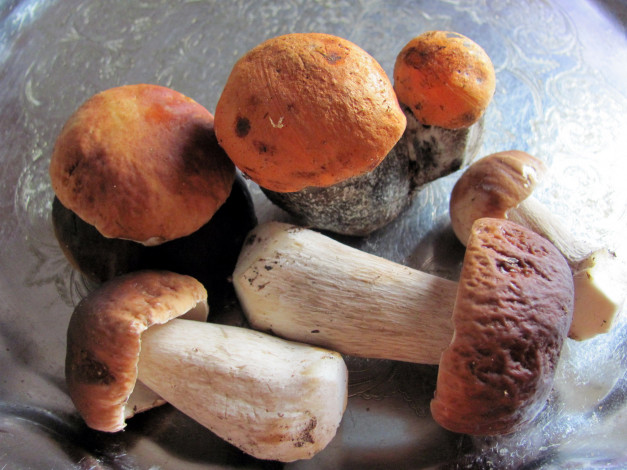 Обои картинки фото еда, грибы,  грибные блюда, свежие, лесные, боровики, подосиновики