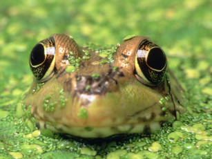 Картинка frogs life животные лягушки