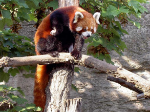 Картинка red panda животные панды