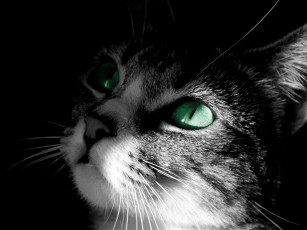 Картинка зеленоглазый кот животные коты зелёные глаза мило