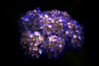 Картинка цветы гортензия лепестки