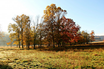 Картинка природа деревья осень поляна