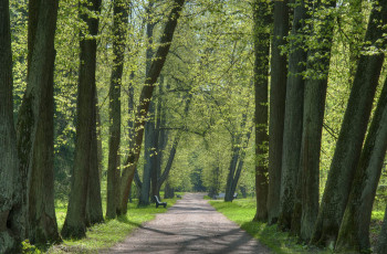 Картинка природа парк дорога деревья