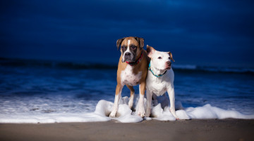 Картинка животные собаки питбуль боксёр море