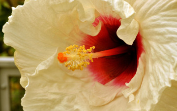 Картинка цветы гибискусы макро