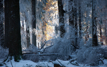 Картинка природа лес снег деревья зима