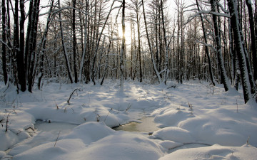 Картинка природа зима лужи лес лёд снег деревья солнце