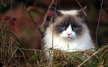Картинка животные коты кошка забор фон