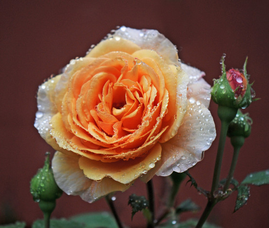 Обои картинки фото цветы, розы, бутоны, макро, роса, капли