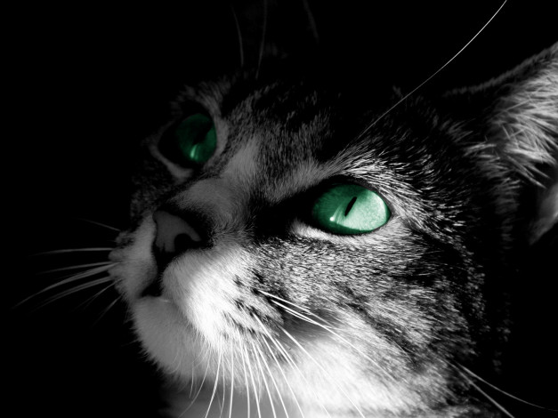 Обои картинки фото зеленоглазый, кот, животные, коты, зелёные, глаза, мило