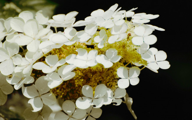 Обои картинки фото цветы, гортензия, белый