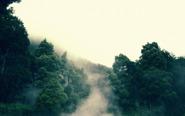 Обои картинки фото природа, лес, горы, туман