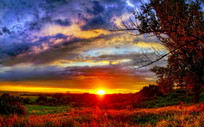 Обои картинки фото природа, восходы, закаты, закат, поле, трава, деревья