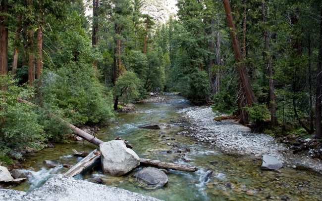 Обои картинки фото sequoia, national, park, california, природа, реки, озера, река, лес