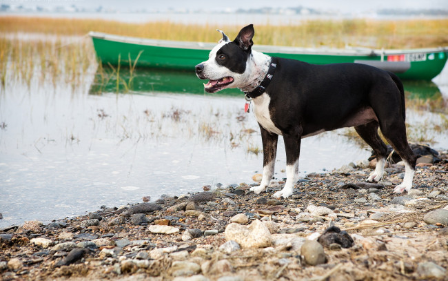 Обои картинки фото животные, собаки, лодка, озеро, собака