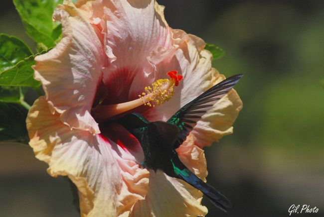 Обои картинки фото животные, колибри, цветок, гибискус, птица
