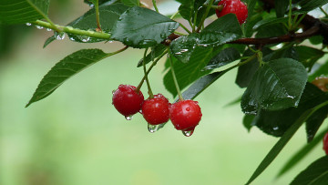 Картинка природа Ягоды лисья ветка плоды вишня после дождя капли красные