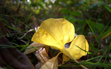 Картинка природа листья листок трава солнце