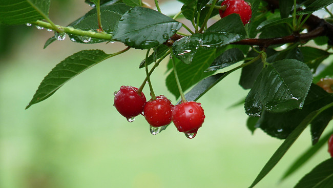 Обои картинки фото природа, Ягоды, лисья, ветка, плоды, вишня, после, дождя, капли, красные