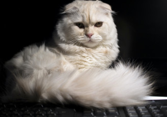Картинка животные коты хвост скоттиш-фолд шотландская вислоухая кошка взгляд