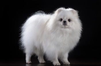 Картинка животные собаки красавец белый шпиц