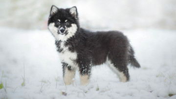 Картинка животные собаки зима финская лопарская лайка финский лаппхунд щенок собака