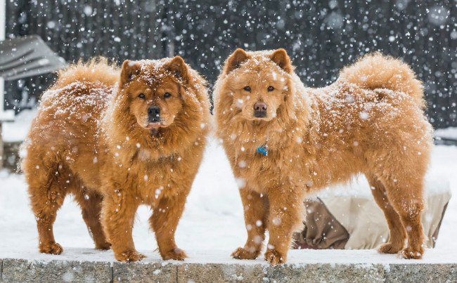 Обои картинки фото животные, собаки, парочка, снег, зима, Чау-чау