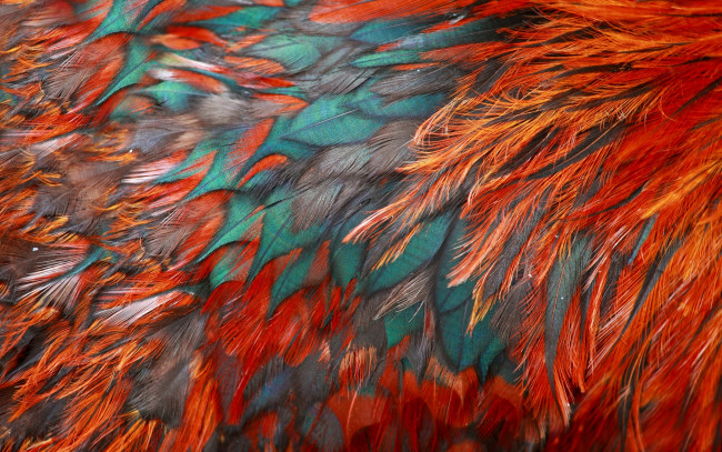 Обои картинки фото разное, перья, текстура, птица, окрас, петух
