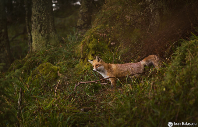 Обои картинки фото животные, лисы, природа, лес, хищник, лиса