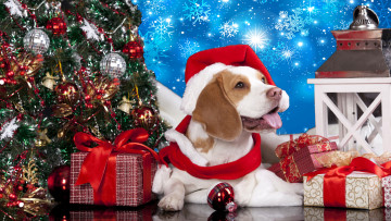 Картинка праздничные -+разное+ новый+год елка собака