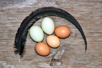 Картинка еда Яйца яйца свежие