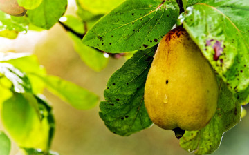 Картинка природа плоды груша